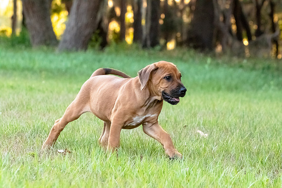 2024Puppies-87