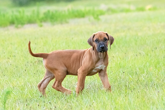 2024Puppies-56