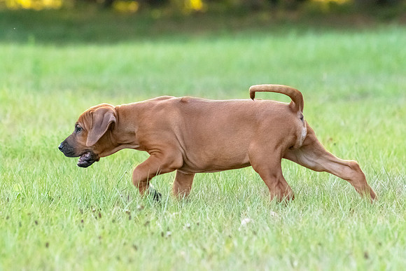 2024Puppies-20