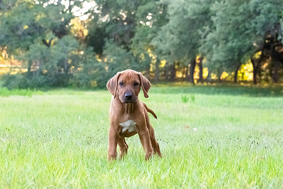 2024Puppies-129