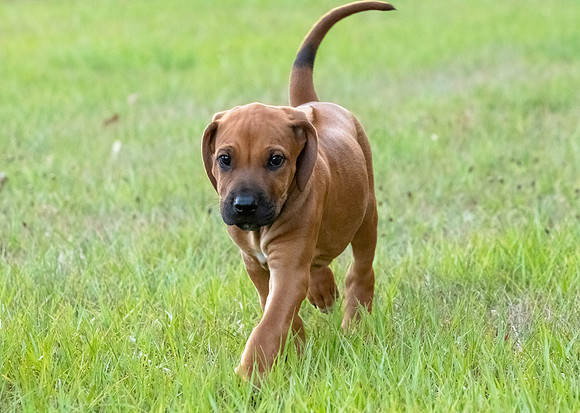 2024Puppies-81