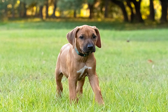 2024Puppies-111
