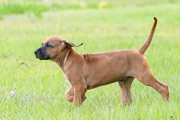 2024Puppies-48