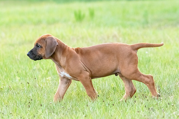2024Puppies-62