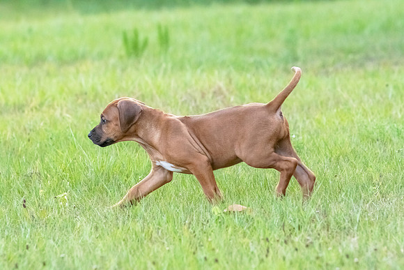 2024Puppies-34