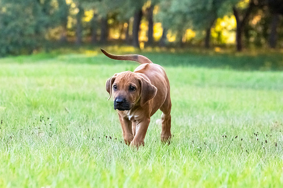 2024Puppies-138