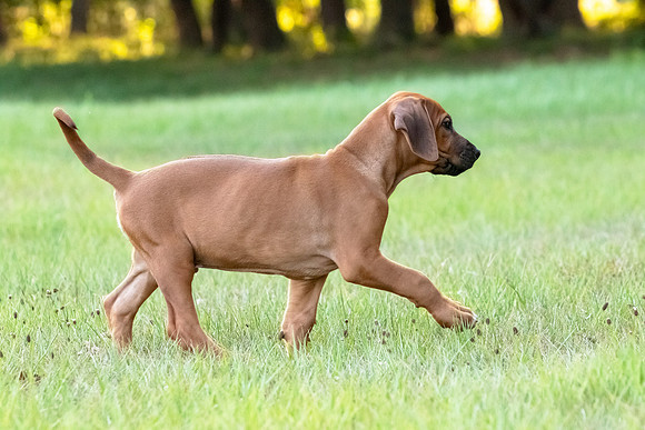 2024Puppies-19