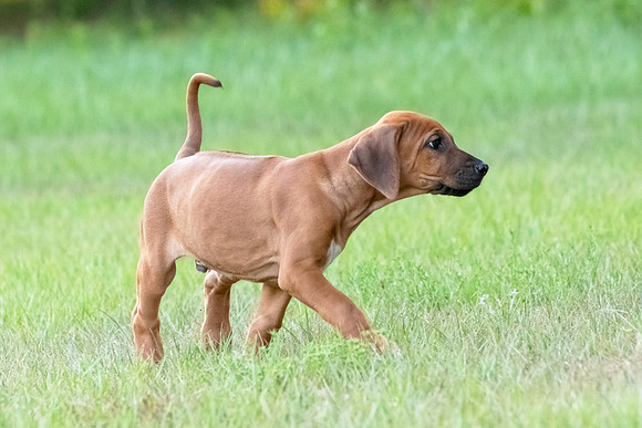 2024Puppies-10
