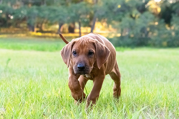 2024Puppies-131