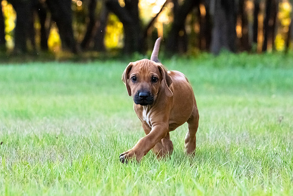 2024Puppies-153