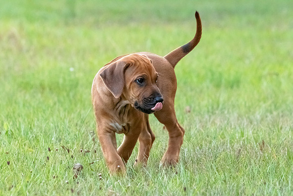 2024Puppies-83