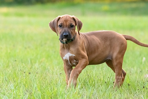 2024Puppies-103