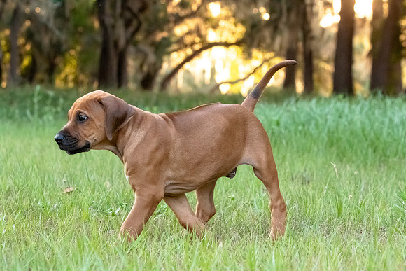 2024Puppies-89