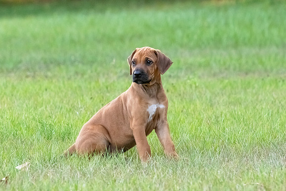 2024Puppies-75