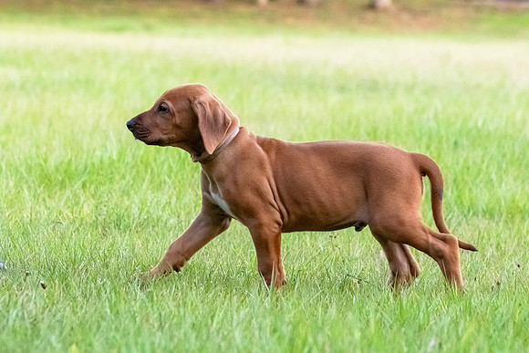 2024Puppies-158