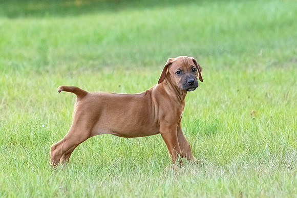 2024Puppies-41
