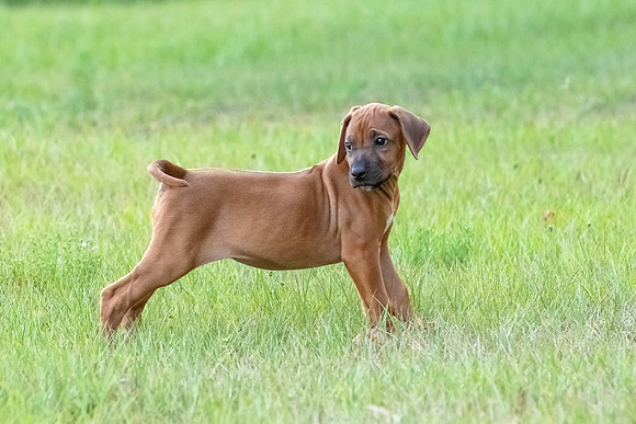 2024Puppies-43