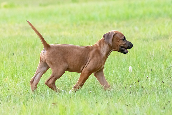 2024Puppies-39