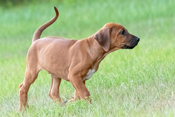 2024Puppies-11