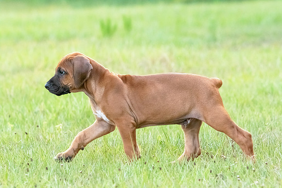 2024Puppies-61