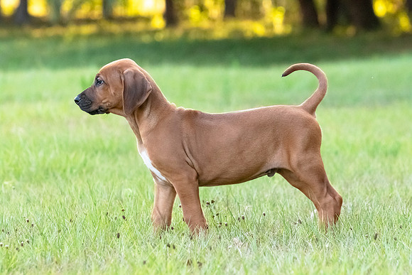 2024Puppies-14