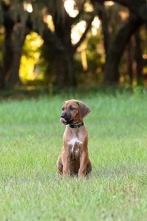 2024Puppies-100
