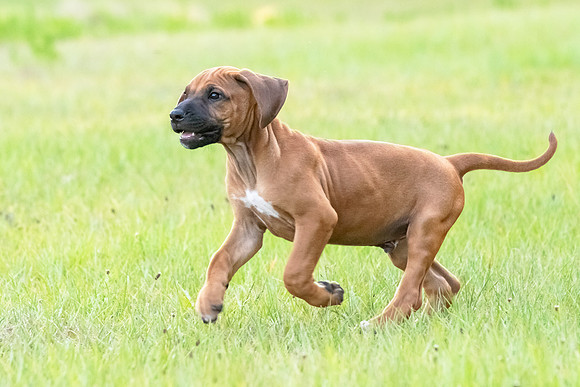 2024Puppies-59