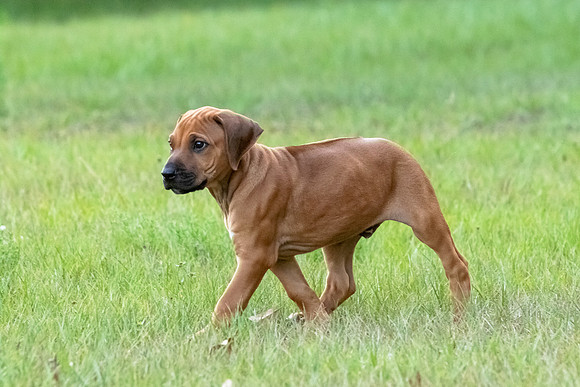 2024Puppies-78
