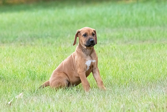 2024Puppies-71