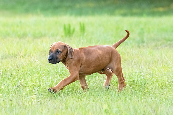 2024Puppies-58