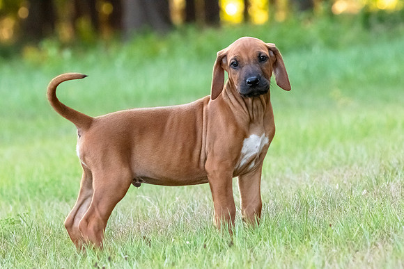 2024Puppies-12