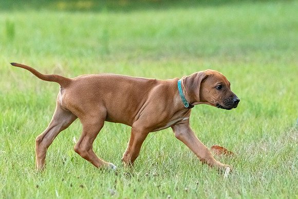 2024Puppies-114