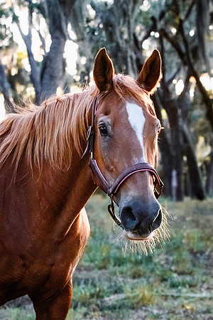 2024Flicka-2
